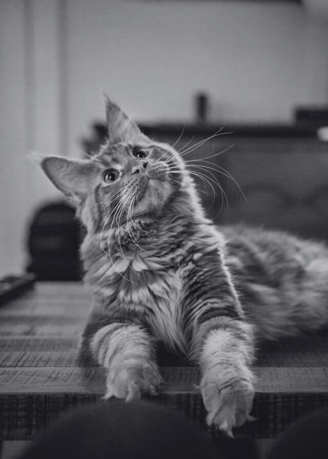 Foto de gato en blanco y negro